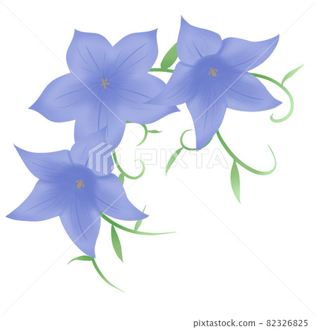桔梗裝飾3件套藍色 插圖素材 3265 圖庫 桔梗裝飾3件套藍色 插圖素材 3265 圖庫