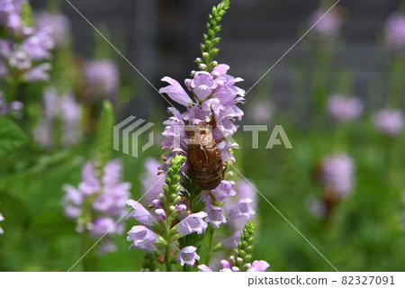 Cicada shells on flowers Cicada shells on flowers 82327091