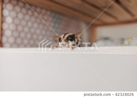 Little Sugar glider pop her head up out of the box with curiosity. 82328026