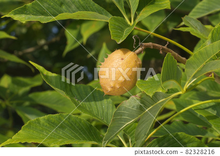 Aesculus flava, yellow buckeye, common buckeye or sweet buckeye. Seeds of the Aesculus flava tree. Close-up. 82328216