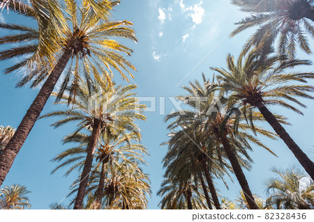 Tall palm trees on Promenade de la Croisette in Cannes Tall palm trees on Promenade de la Croisette in Cannes 82328436