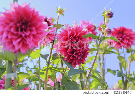 瑪米山公園達莉亞花園盛開 82328443