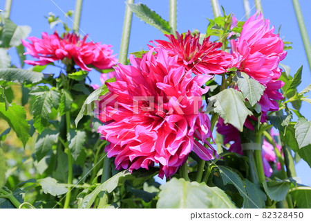 Umami Hill Park Dahlia Garden in full bloom 82328450