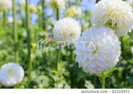 Umami Hill Park Dahlia Garden in full bloom 82328451
