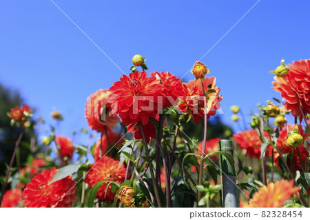 Umami Hill Park Dahlia Garden in full bloom 82328454