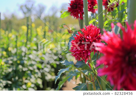 Umami Hill Park Dahlia Garden in full bloom Umami Hill Park Dahlia Garden in full bloom 82328456