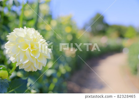 Umami Hill Park Dahlia Garden in full bloom 82328465