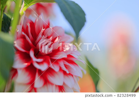 Umami Hill Park Dahlia Garden in full bloom Umami Hill Park Dahlia Garden in full bloom 82328499