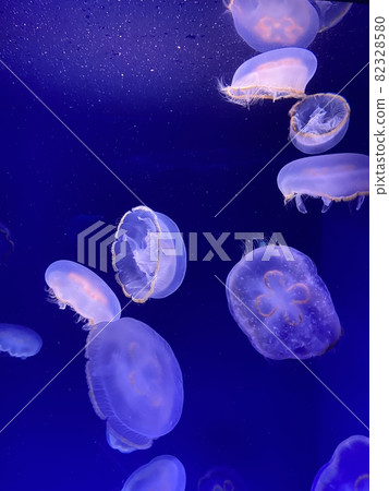海蜇 海蜇 82328580