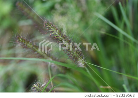 Chikarashiba flower ears Chikarashiba flower ears 82329568