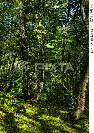 Rural forest on Gombori Pass Rural forest on Gombori Pass 82329938