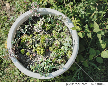 top view of succulents composition in large flower pot in a garden. gardening concept, easy to care plants. houseleek sempervivum and sedum. top view of succulents composition in large flower pot in a garden. gardening concept, easy to care plants. houseleek sempervivum and sedum. 82330062
