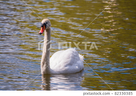 A graceful white swan swimming on a lake with dark green water. The white swan is reflected in the water A graceful white swan swimming on a lake with dark green water. The white swan is reflected in the water 82330385