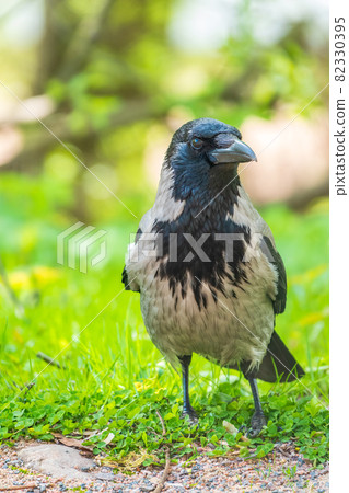 Black crow walks on green lawn. Raven on grass. Wild bird on meadow. 82330395