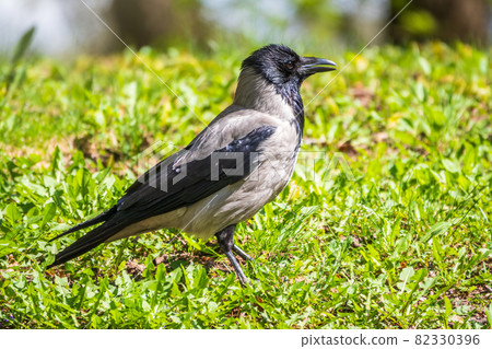 Black crow walks on green lawn. Raven on grass. Wild bird on meadow. Black crow walks on green lawn. Raven on grass. Wild bird on meadow. 82330396