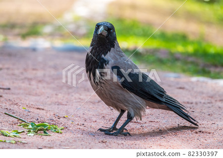 Black crow walks on green lawn. Raven on grass. Wild bird on meadow. Black crow walks on green lawn. Raven on grass. Wild bird on meadow. 82330397