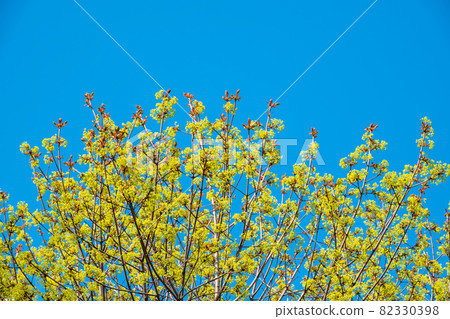 Spring branches with fresh green leaves on a background of blue sky. Spring leaves and blue sky as background. Spring branches with fresh green leaves on a background of blue sky. Spring leaves and blue sky as background. 82330398