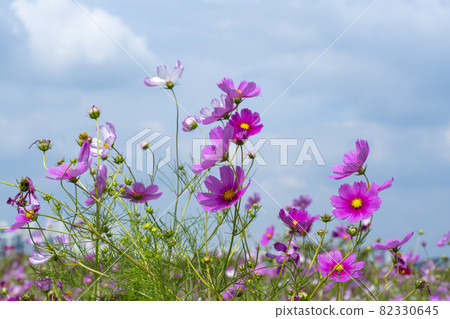 Cosmos Cosmos 82330645