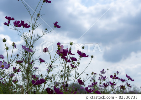 Cosmos Cosmos 82330733