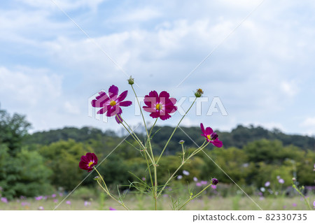 Cosmos Cosmos 82330735