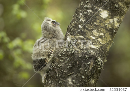 A baby bird of long-eared owl (Asio otus). A baby bird of long-eared owl (Asio otus). 82331087
