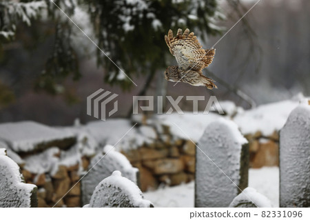 Tawny owl (strix aluco) flying in old cemetery in winter day 82331096