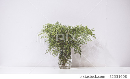 natural green leaf in the glass water jar on white background . Green plants in glass jars header. Clarity and freshness concept with leaves and water. Light background with copy space natural green leaf in the glass water jar on white background . Green plants in glass jars header. Clarity and freshness concept with leaves and water. Light background with copy space 82331608