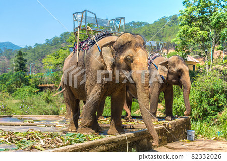 Farm of elephants, Vietnam 82332026
