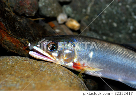 剛剛掛起來的天然香魚 剛剛掛起來的天然香魚 82332417