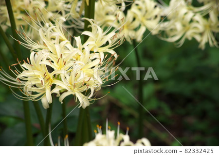 蒲公英[深色背景] 82332425