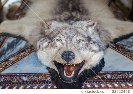 Wolf skin in Baan Dam Museum Wolf skin in Baan Dam Museum 82332468