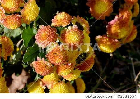Yellow and brown multicolored small giku flowers blooming in Mitaka Nakahara Yellow and brown multicolored small giku flowers blooming in Mitaka Nakahara 82332554