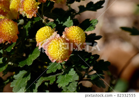 Yellow and brown multicolored small giku flowers blooming in Mitaka Nakahara Yellow and brown multicolored small giku flowers blooming in Mitaka Nakahara 82332555