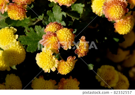 Yellow and brown multicolored small giku flowers blooming in Mitaka Nakahara Yellow and brown multicolored small giku flowers blooming in Mitaka Nakahara 82332557