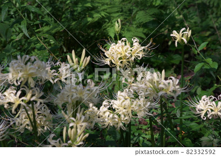 Taraxacum albidum [green background] 82332592