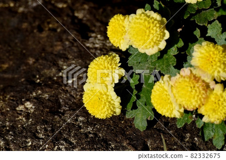 Yellow small giku flowers blooming in Mitaka Nakahara Yellow small giku flowers blooming in Mitaka Nakahara 82332675