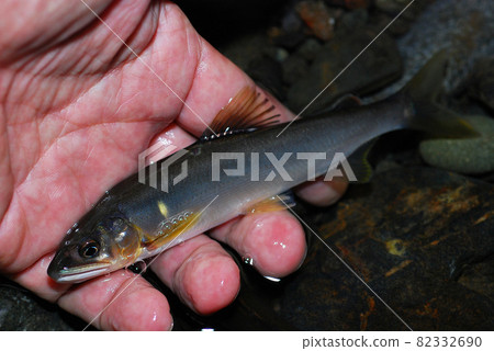 剛剛掛起來的天然香魚 剛剛掛起來的天然香魚 82332690