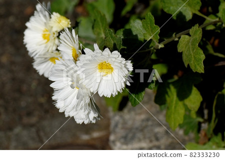 三鷹中原盛開的白色小菊花 三鷹中原盛開的白色小菊花 82333230