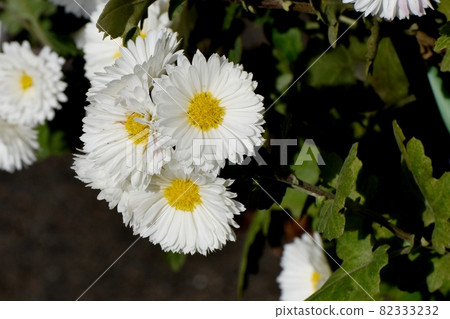 White small giku flowers blooming in Mitaka Nakahara White small giku flowers blooming in Mitaka Nakahara 82333232