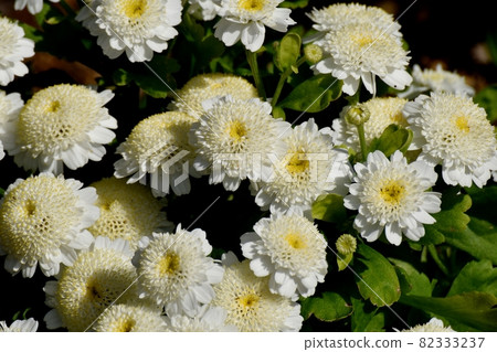 White French small chrysanthemum (Matocaria) flowers blooming in Mitaka Nakahara 82333237