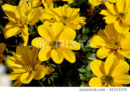 Yellow zinnia flowers blooming in Mitaka Nakahara Yellow zinnia flowers blooming in Mitaka Nakahara 82333359