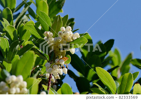 White flowered strawberry flowers blooming in Mitaka Nakahara 82333569
