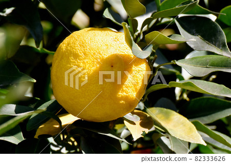 Yellow yuzu fruit to be Mishima Nakahara Yellow yuzu fruit to be Mishima Nakahara 82333626