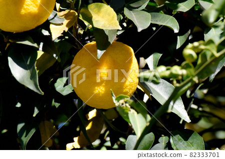 Yellow yuzu fruit to be Mishima Nakahara Yellow yuzu fruit to be Mishima Nakahara 82333701