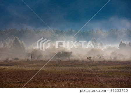 晨霧中的小田代原 82333730