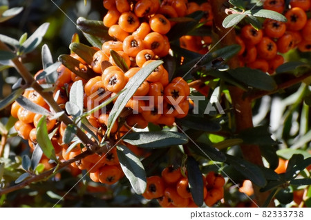 The fruit of the orange pyracantha (Tachibanamodoki) that becomes Mitaka Nakahara 82333738