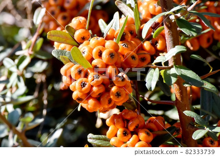 The fruit of the orange pyracantha (Tachibanamodoki) that becomes Mitaka Nakahara 82333739