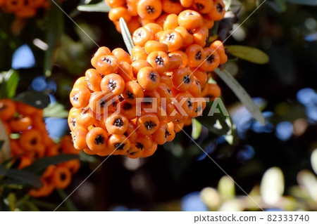 The fruit of the orange pyracantha (Tachibanamodoki) that becomes Mitaka Nakahara 82333740