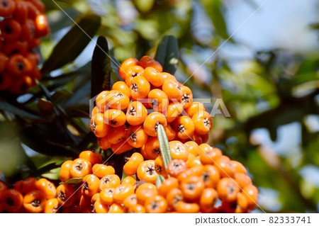 變成中原三鷹的橘子火棘（Tachibanamodoki）的果實 82333741