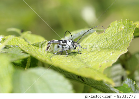 Lamy Cite Lamy Cite 82333778